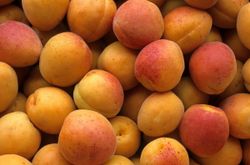 Albaricoque Bergeron​ - Árbol frutal albaricoquero