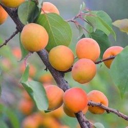 Albaricoque Bergeron C-24  ITALIA