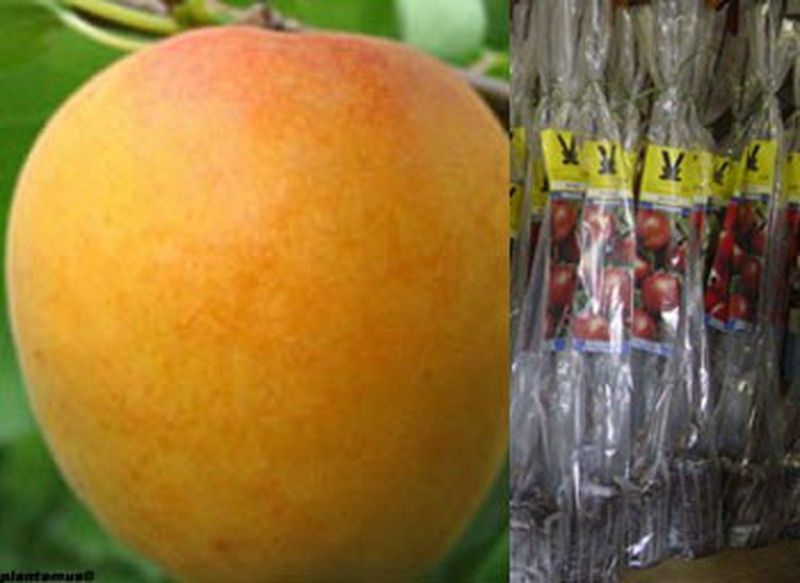 Albaricoque Bulida en cepellón. Prunus armeniaca