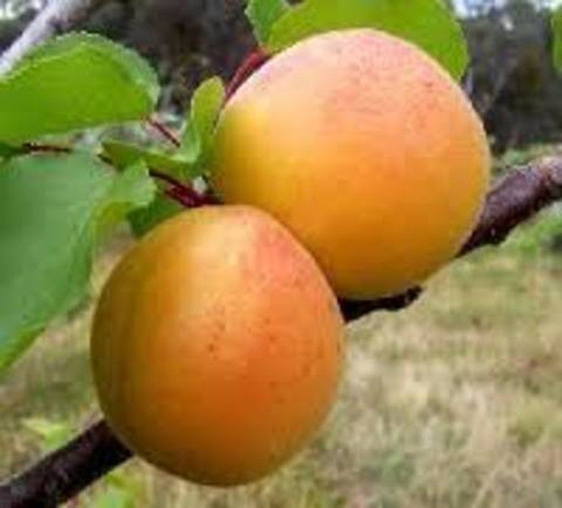 ALBARICOQUE BULIDA Prunus armeniaca 4/6 C-19