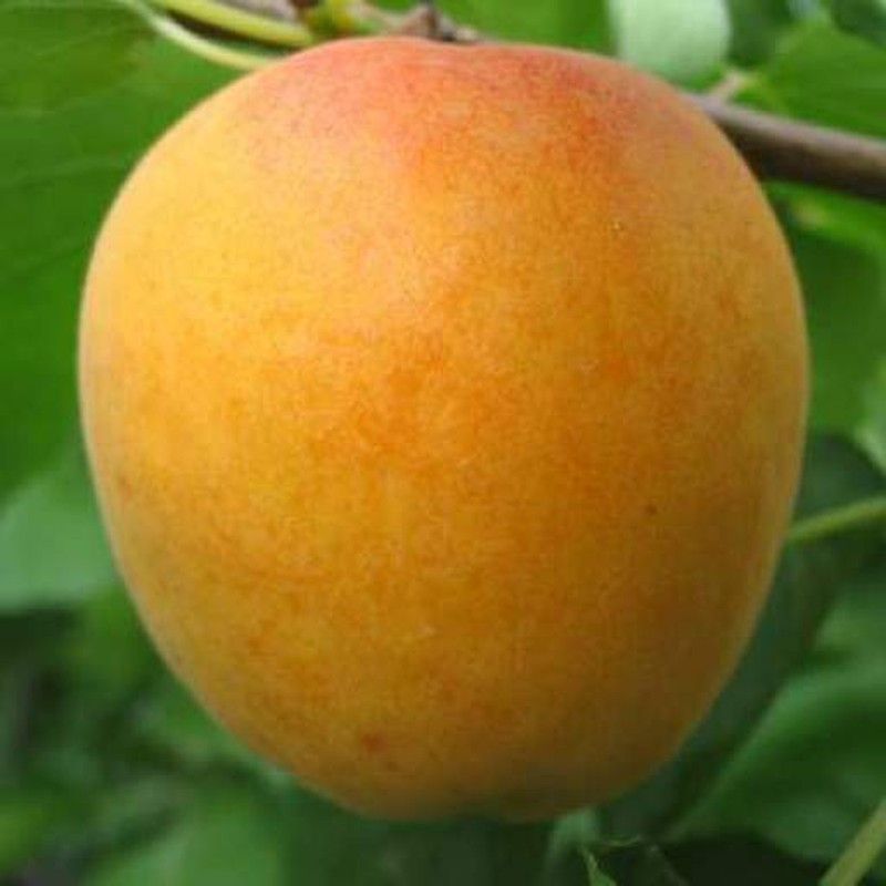 ALBARICOQUE BULIDA Prunus armeniaca 6/8 C-25