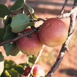 ALBARICOQUE  CARLET Prunus armeniaca 4/6 C-19