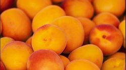 Albaricoque Luiset CT-42  ITALIA