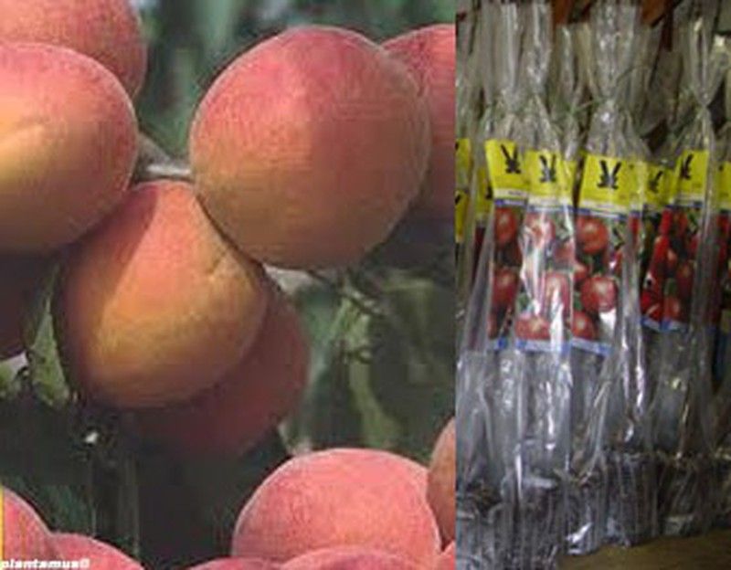 Albaricoque Moniqui en cepellón