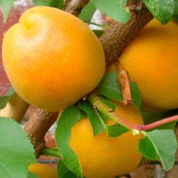 ALBARICOQUE PALABRAS Prunus armeniaca 4/6 C-19