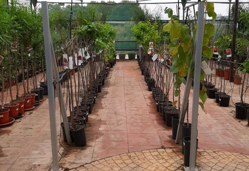 ALBARICOQUE PALABRAS Prunus armeniaca 6/8 C-25