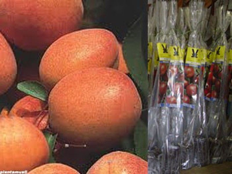 Albaricoque Paviot en cepellón