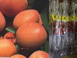 Albaricoque Paviot en cepellón