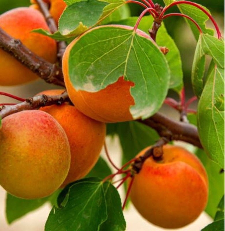 Albaricoque Polonals C-24  ITALIA