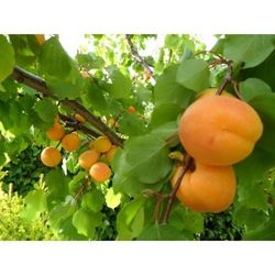 Albaricoque San Castrese C-24  ITALIA