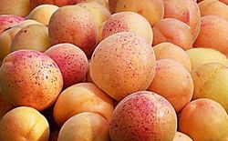 Albaricoque Valleggia CT.42  ITALIA