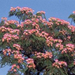 Albizia Julibrissin