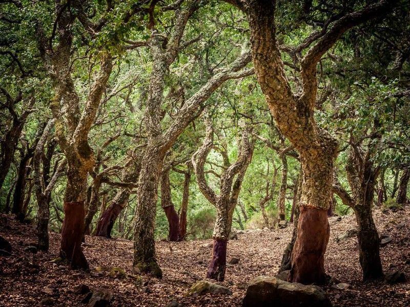 Alcornoque, Quercus suber, Sobreira
