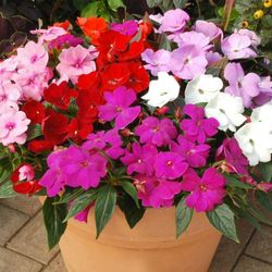 Alegría Guineana Caja 10 uds.