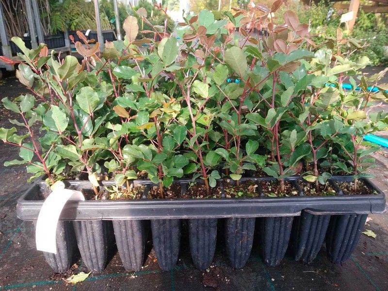 Algarrobo, Ceratonia siliqua