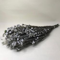 Algodón FílicoPreservado