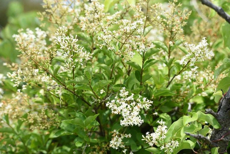 Aligustre japonico - Ligustrum japonicum