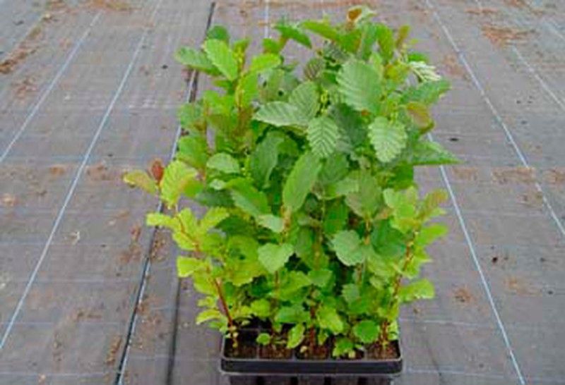 Aliso común, ameneiro, aliso negro, Alnus glutinosa