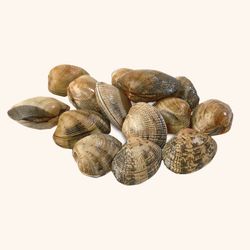 Almeja gallega de cultivo extra