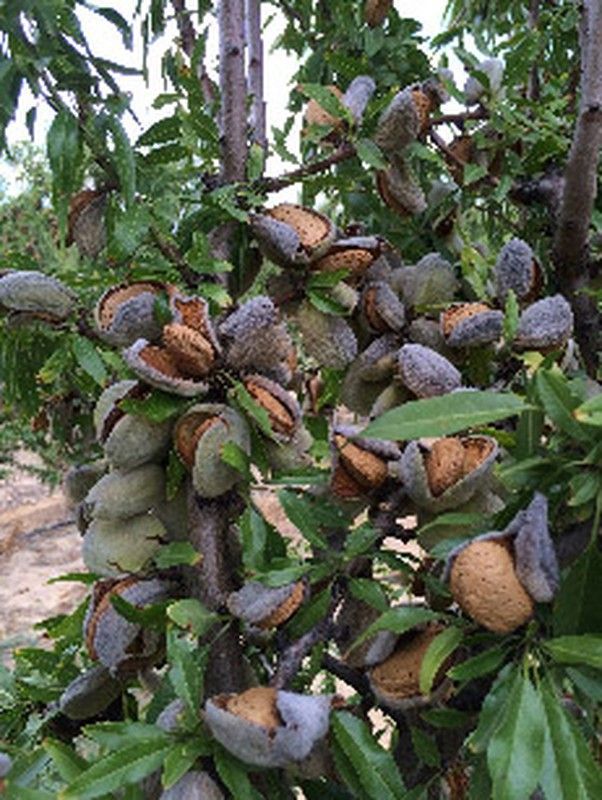 ALMENDRO DESMAYO - LLARGUETA Prunus dulcis 4/6 C-19