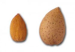 ALMENDRO GUARA Prunus dulcis 6/8 C-25