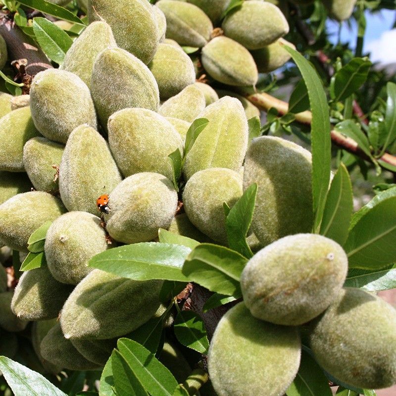 Almendros Guara