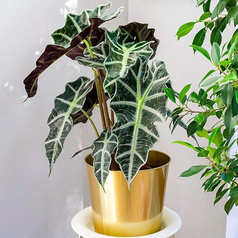 Alocasia Polly