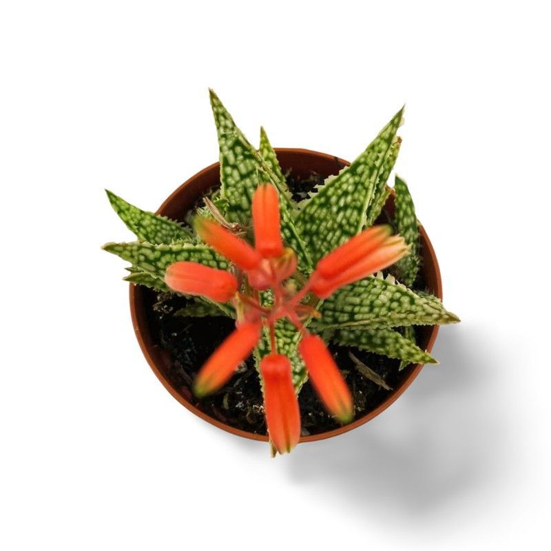 Aloe Christmas Carol