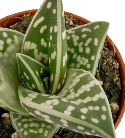 Aloe Tigre Variegata