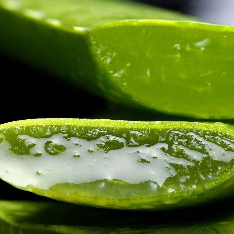 Aloe Vera Bio