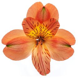 Alstroemeria Party 10 tallos