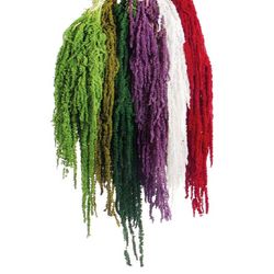 Amaranthus Preservados