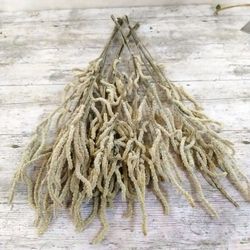 Amaranthus Seco Blanco 25 tallos
