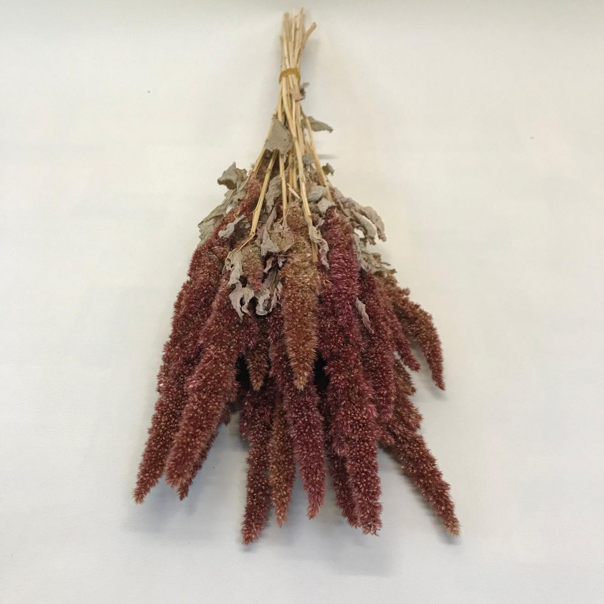 Amaranthus Seco Rojo