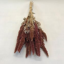 Amaranthus Seco Rojo