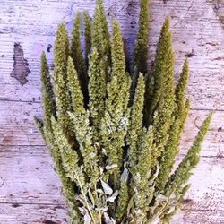 Amaranthus Seco Verde