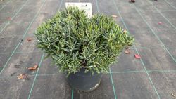 Andromeda azul, blue ice