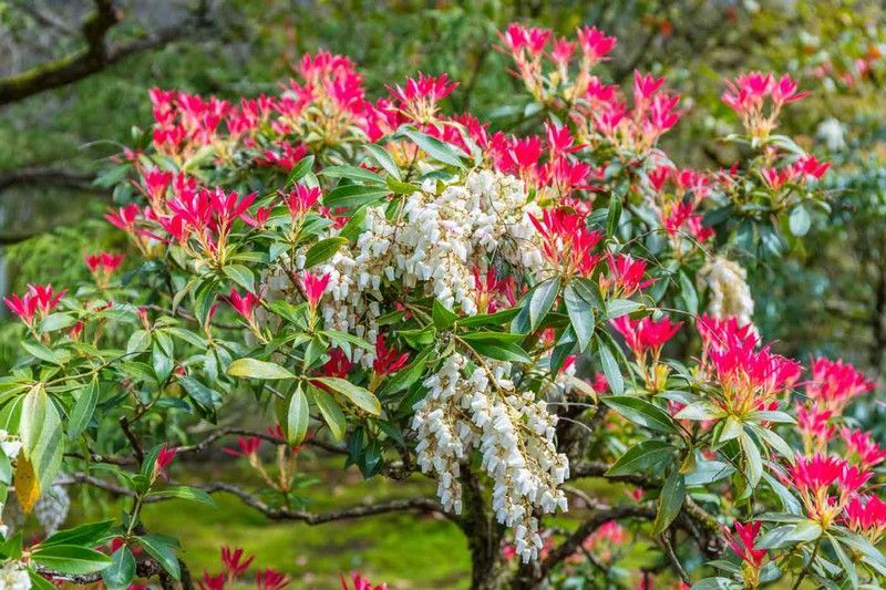Andromeda japónica, pieris, Pieris japonica 'Forest flame'