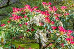 Andromeda japónica, pieris, Pieris japonica 'Forest flame'