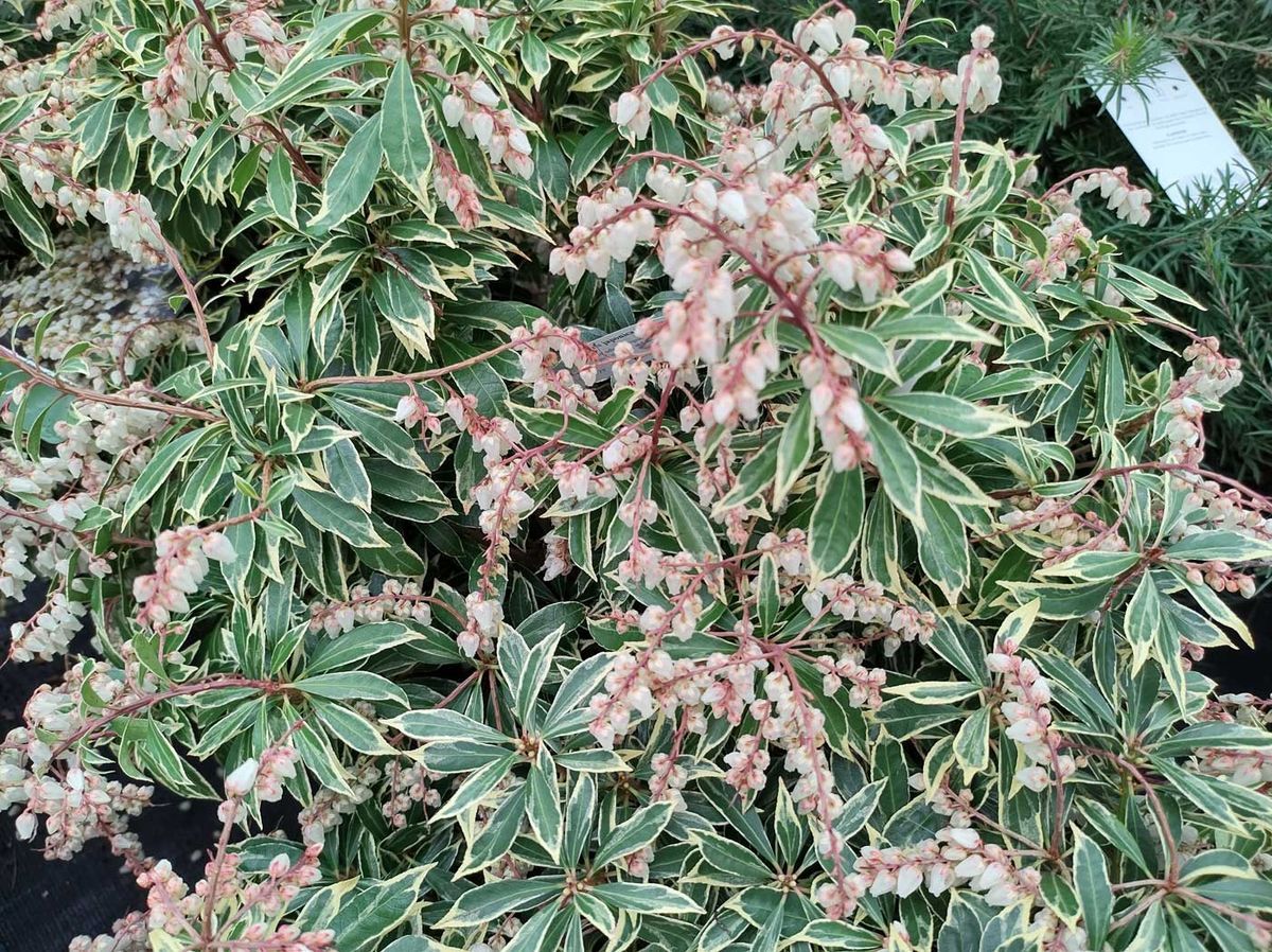 Andromeda variegata, pieris, Pieris japonica "Flaming silver"