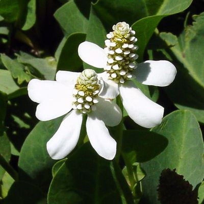 Anemopsis Californica