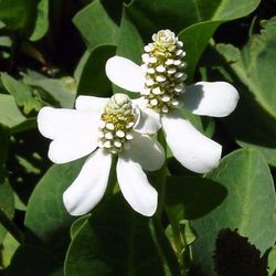 Anemopsis Californica