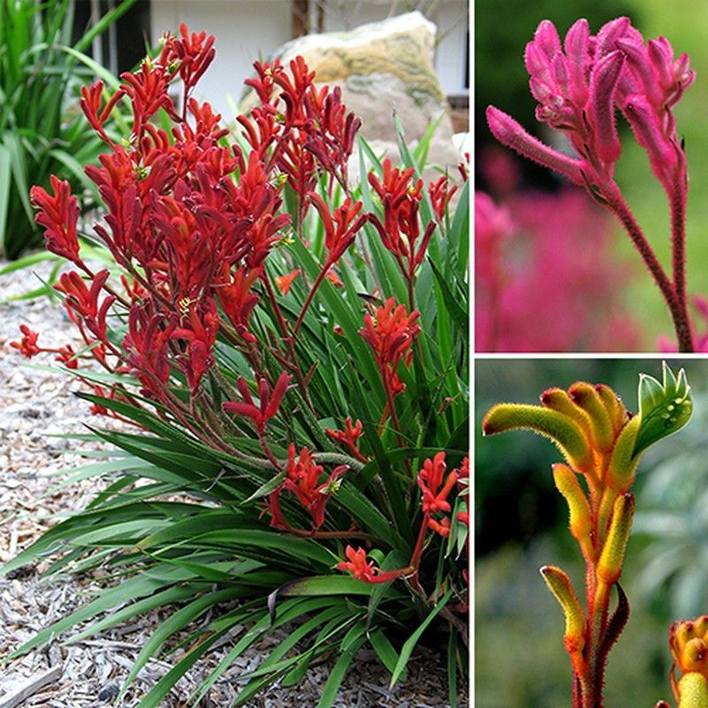 Anigozanthus Flavidus