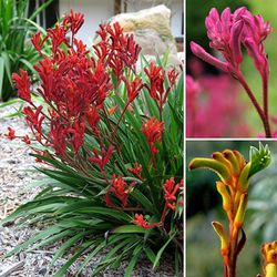 Anigozanthus Flavidus