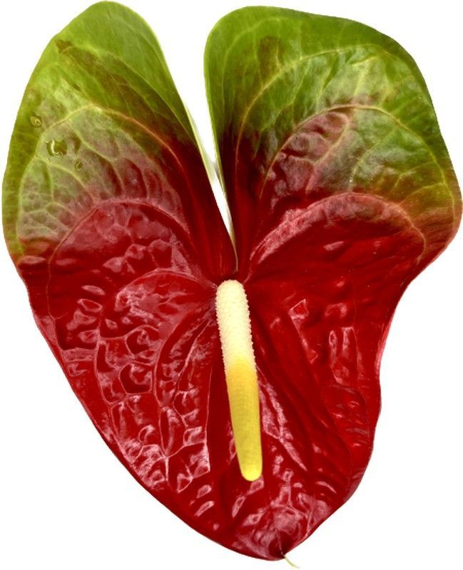 Anthurium Amigo Improved