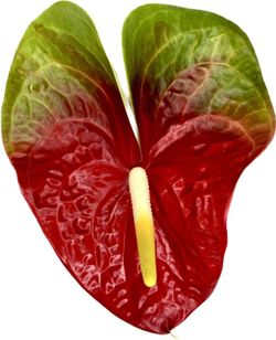 Anthurium Amigo Improved