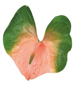 Anthurium Baron