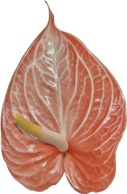 Anthurium Bon Amie