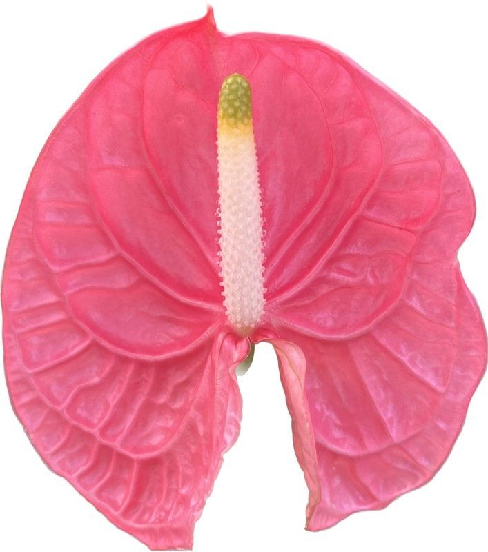 Anthurium Caribo