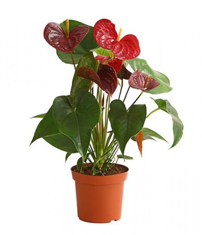 Anthurium Dacota Grande